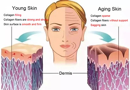 Anti-Aging