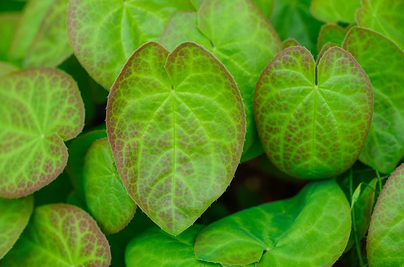 Epimedium1 Epimedium1