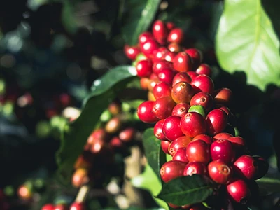 El extracto de pulpa de café arábica reduce drásticamente el colesterol y el ...